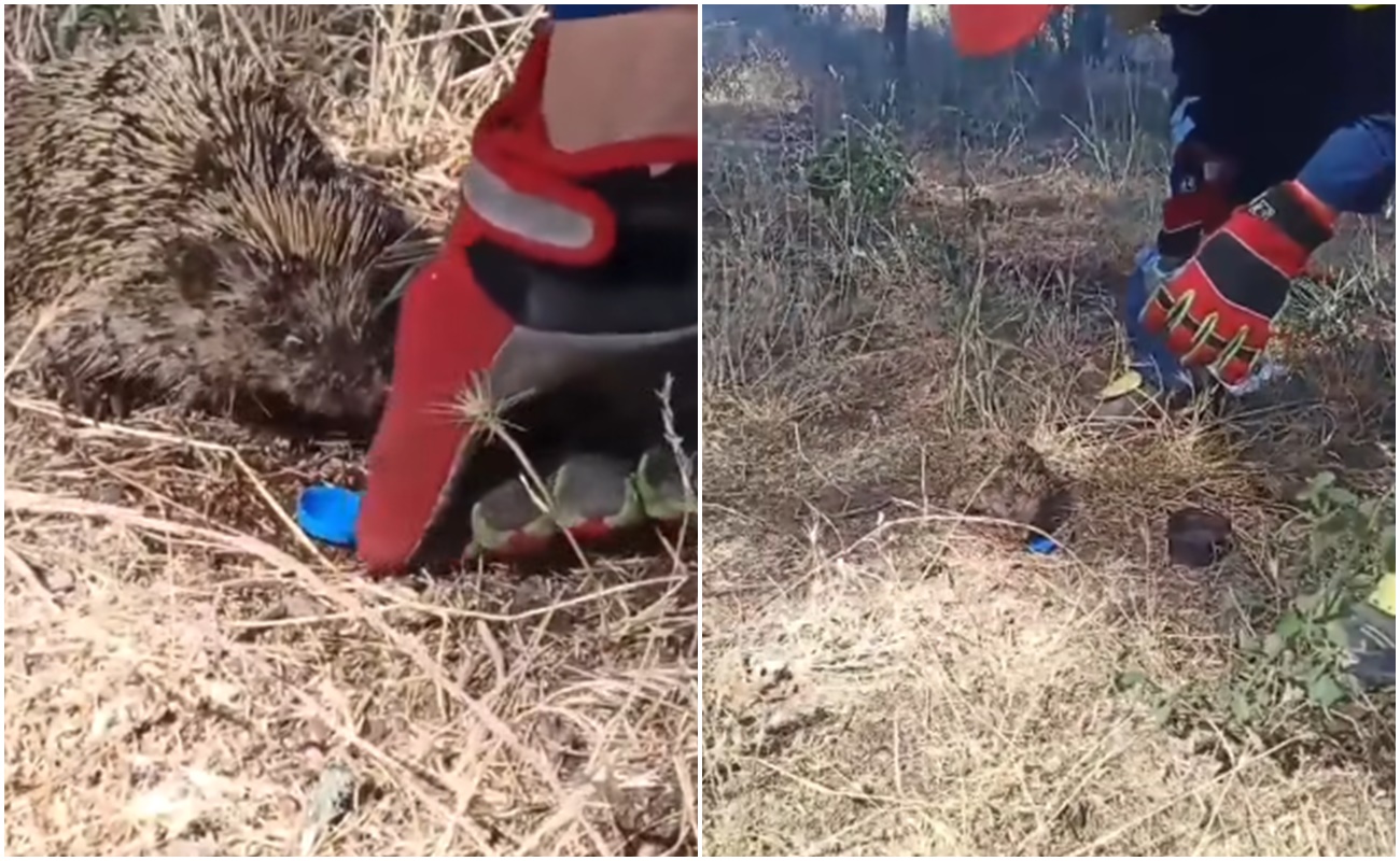 Viral Video: Πυροσβέστης σώζει σκαντζοχοιράκι από τη φωτιά και του δίνει νερό