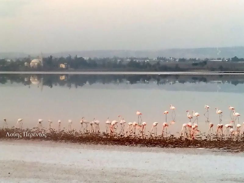 Γέμισε ξανά χρώμα η Αλυκή Λάρνακας- Επέστρεψαν τα πρώτα φλαμίνγκο