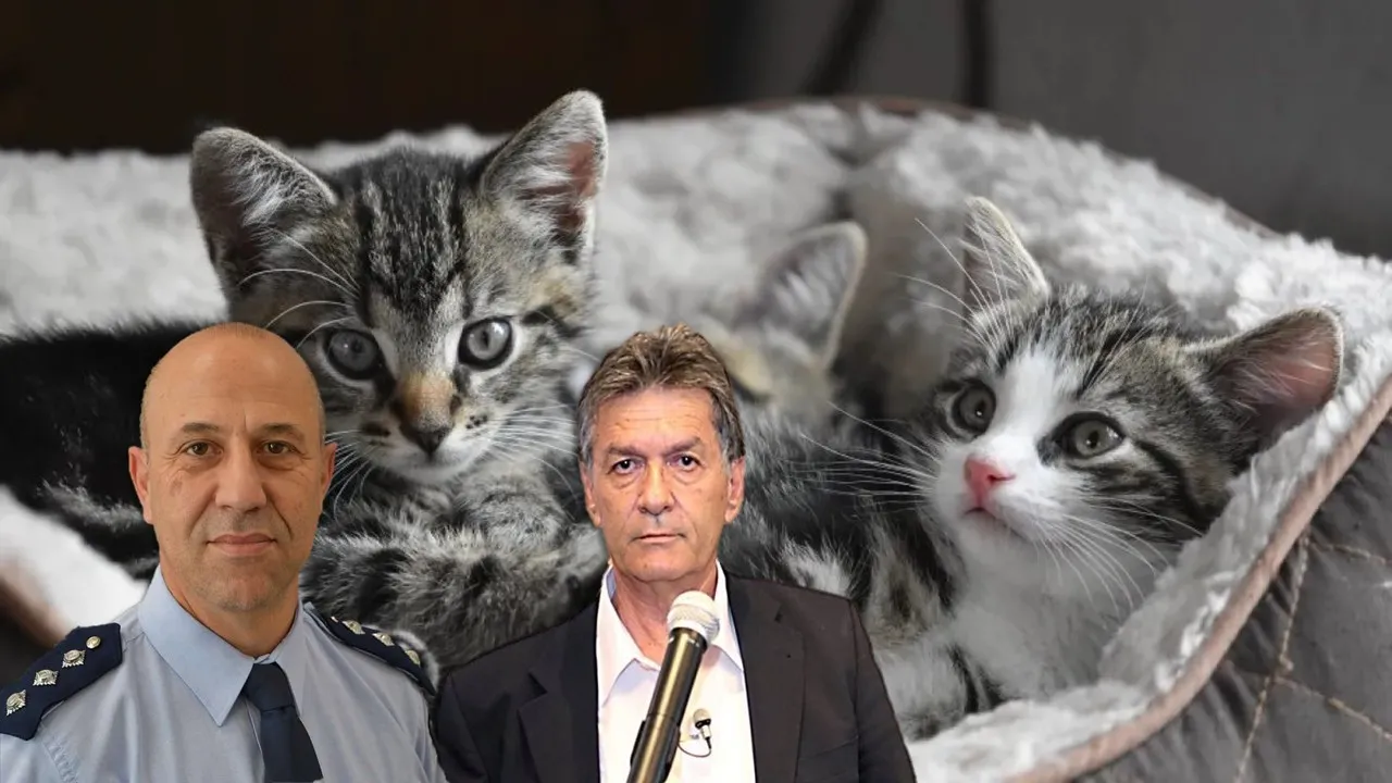 «Εμείς τα τρώμε»: Σάλος με τις καταγγελίες για κατανάλωση γάτων, τι λένε Κόμμα για τα Ζώα κι Αστυνομία