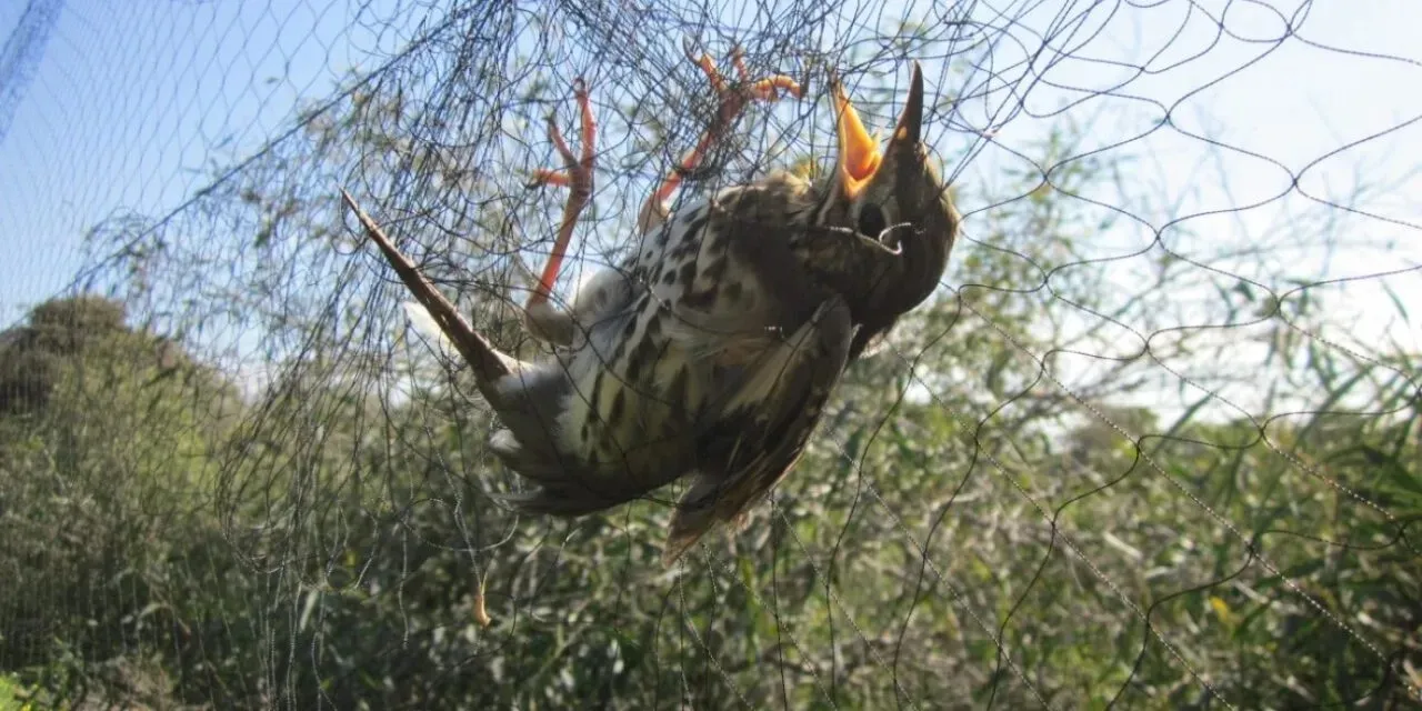 Kαταδίκη 55 υπόπτων και την επιβολή προστίμων €239 χιλ. για λαθροθηρία
